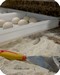 cassetta polietilene per panetti pane e pizze in lievitazione