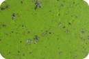 pavimento per ospedali in gomma conduttiva verde colore speciale